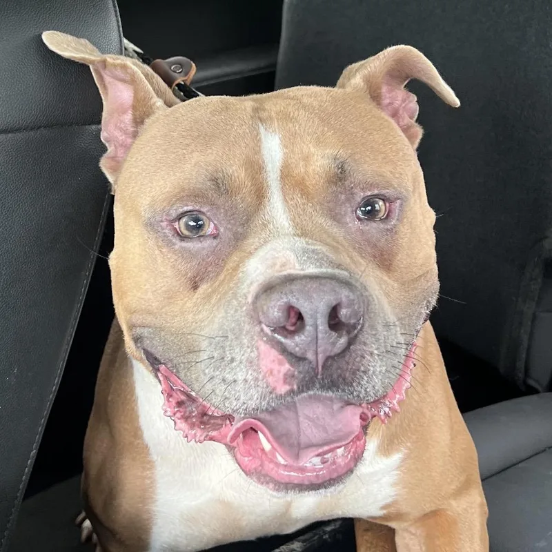 An adult large-sized male Yellow / Tan / Blond / Fawn Pit Bull Terrier dog named Tyce for adoption in East Saint Louis, IL