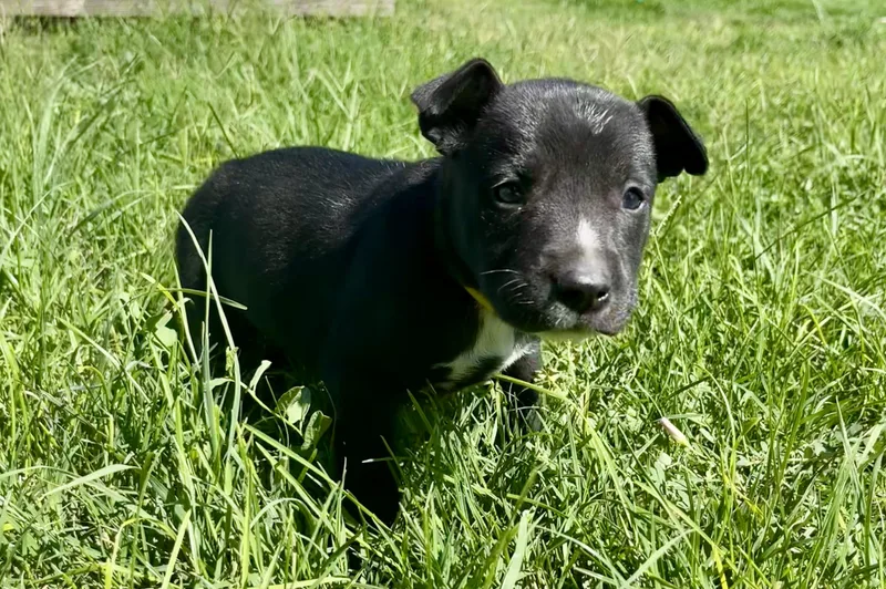 Bruce Wayne thumbnail 6