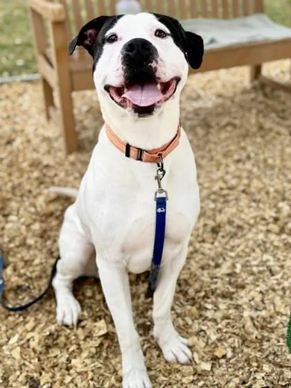 An adult large-sized male Mixed Breed dog named Fonz for adoption in West Chester, PA