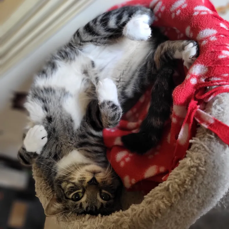 An adult medium-sized male Tabby (Gray / Blue / Silver) Domestic Short Hair cat named Mello for adoption in East Brunswick, NJ