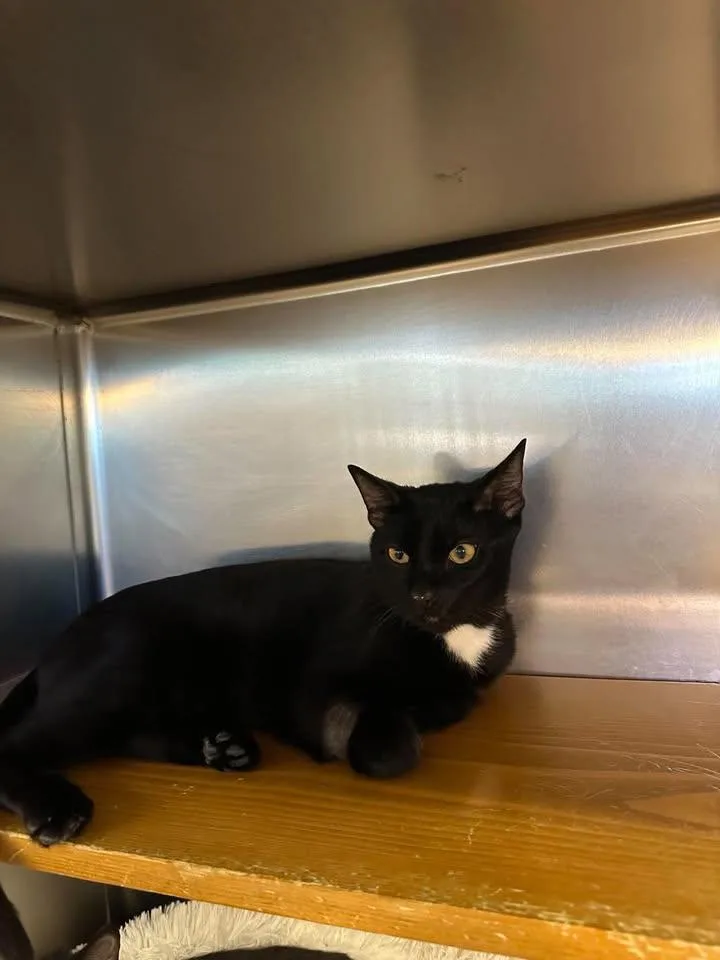 An adult medium-sized male Black & White / Tuxedo Domestic Short Hair cat named Gregory for adoption in Wilmington, NC