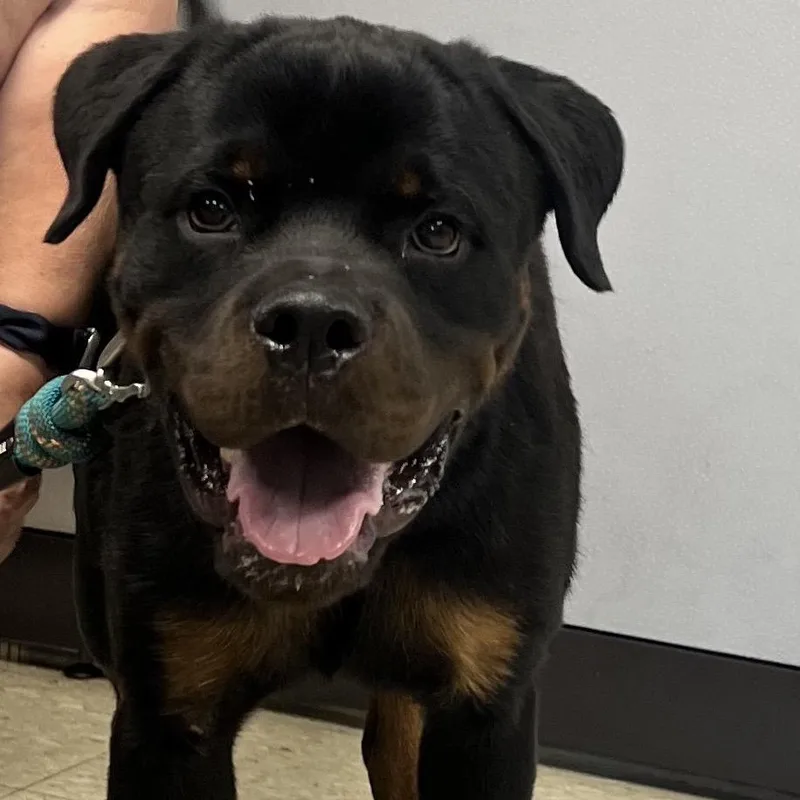 An adult large-sized male Black Rottweiler dog named Richard for adoption in East Saint Louis, IL