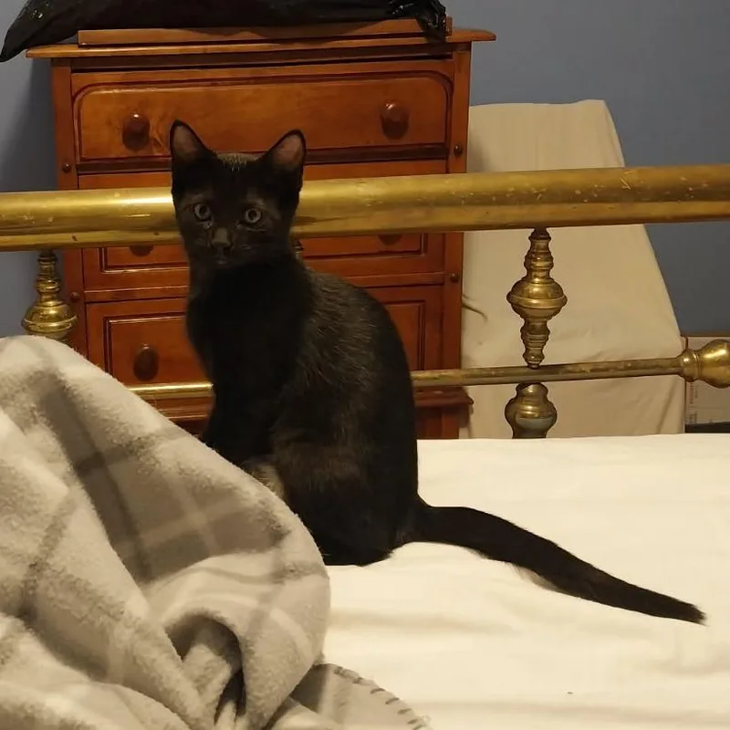A baby small-sized female Black Domestic Short Hair cat named Licorice for adoption in Rocky Mount, VA