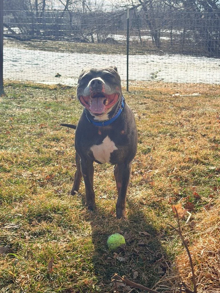 An adult medium-sized male Pit Bull Terrier dog named Ogima for adoption in Cloquet, MN
