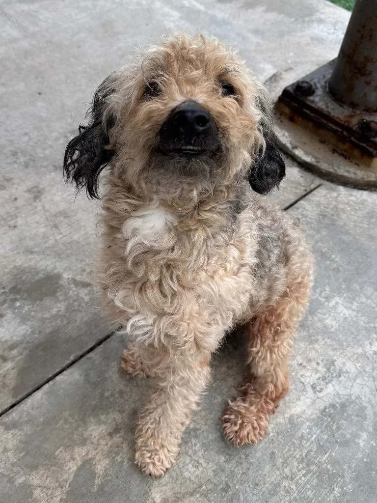 An adult small-sized male Poodle dog named Hickory for adoption in Ferndale, NY