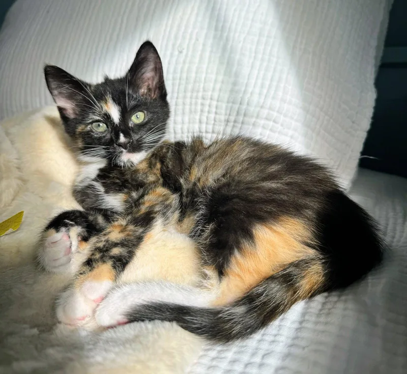 A baby medium-sized female Domestic Short Hair cat named Wisp for adoption in Leesburg, VA