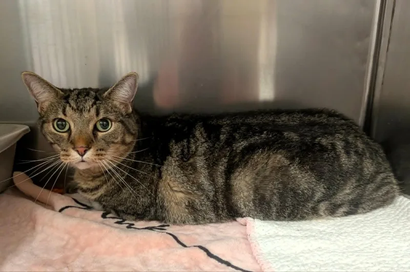 An adult medium-sized male Tabby (Brown / Chocolate) Bengal cat named Zane for adoption in Paris, KY