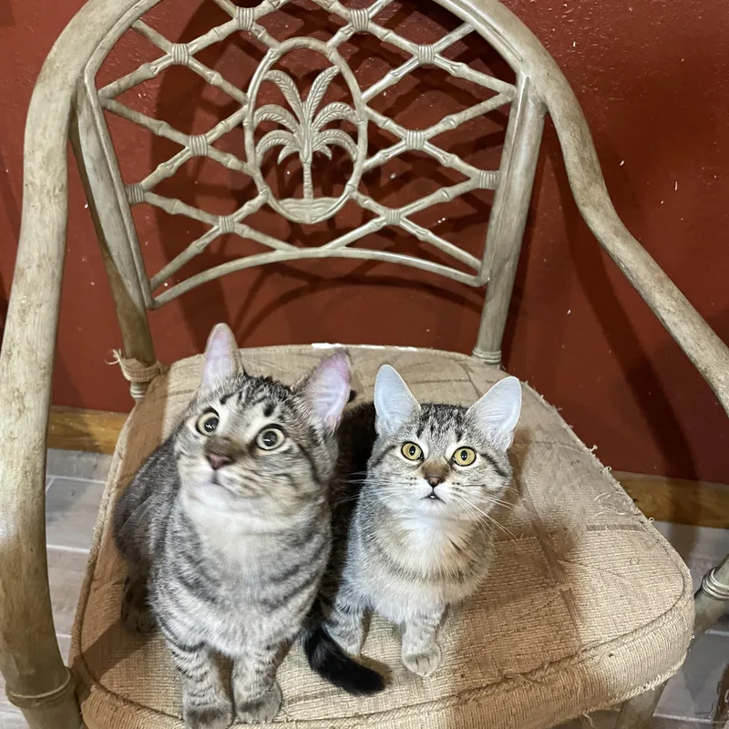 A baby medium-sized male Tabby (Brown / Chocolate) Domestic Short Hair cat named Roger for adoption in Lacon, IL