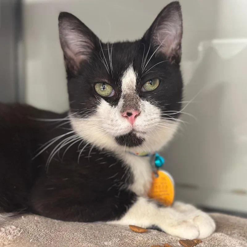 A young small-sized male Domestic Short Hair cat named D Cadmium for adoption in Port Washington, NY