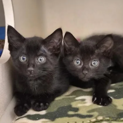 A baby medium-sized female Domestic Medium Hair cat named Molly for adoption in Sacramento, CA