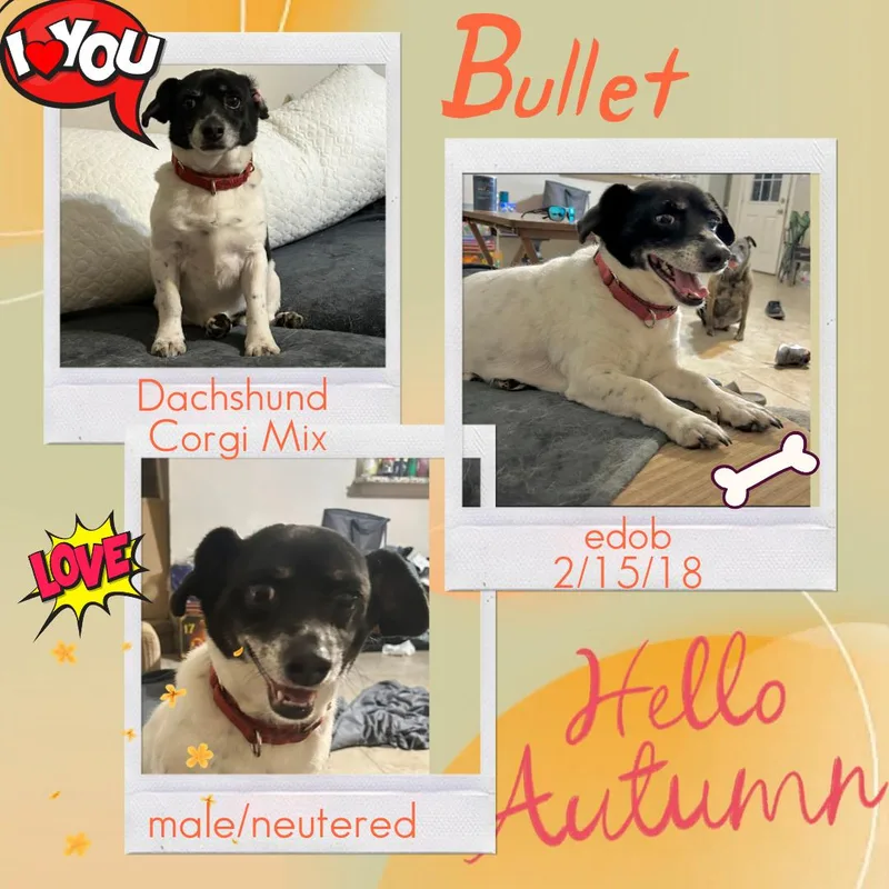 An adult small-sized male Bicolor Dachshund dog named Bullet WAT for adoption in Missouri City, TX