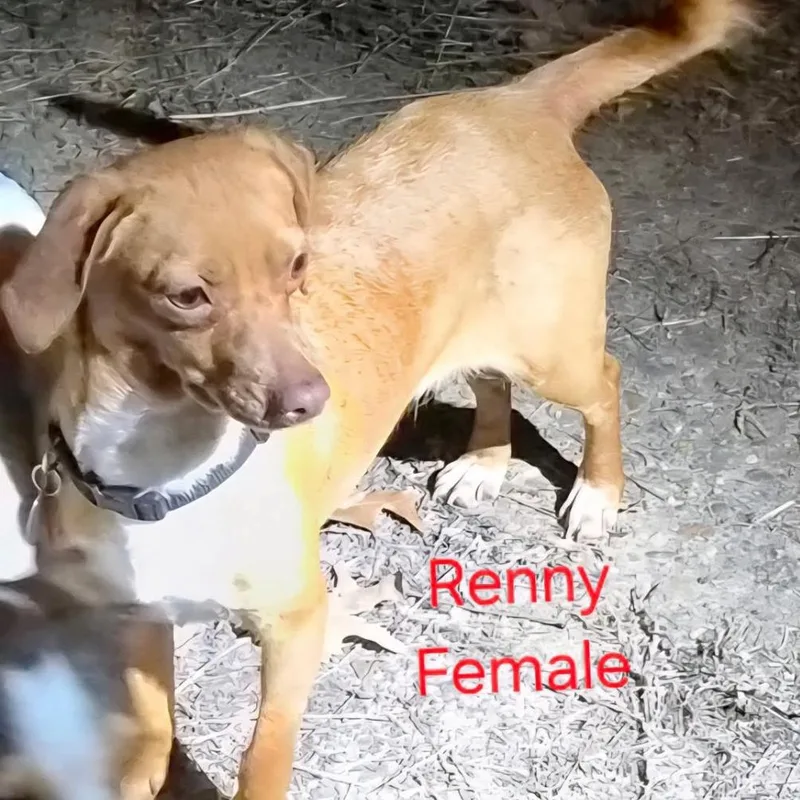 An adult small-sized female Yellow / Tan / Blond / Fawn Dachshund dog named Renny for adoption in West Plains, MO