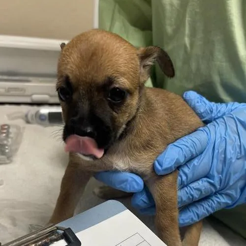 A baby small-sized female Chihuahua dog named Anchovy for adoption in Tempe, AZ
