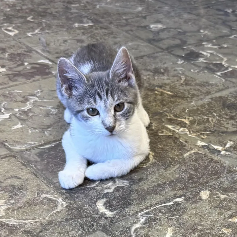 A baby medium-sized female Gray & White Domestic Short Hair cat named Luna for adoption in Hamburg, NY