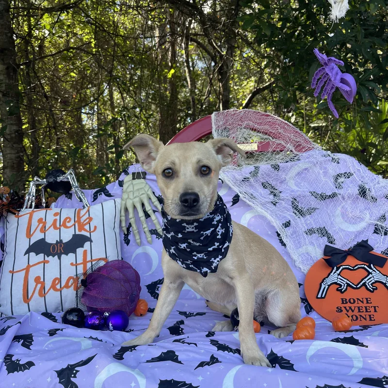 A baby small-sized male Chihuahua dog named Carmen for adoption in Sebring, FL
