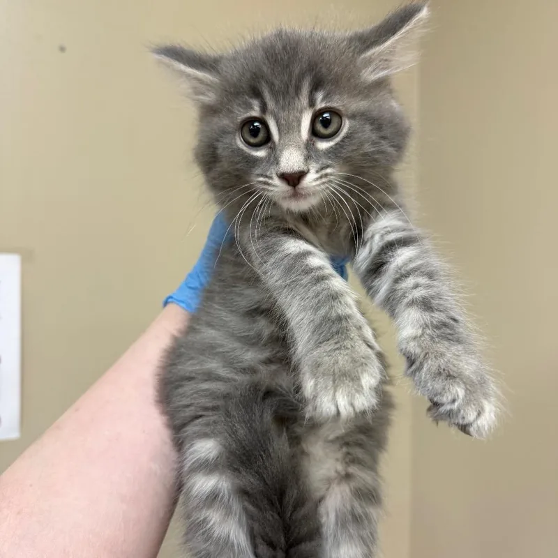 A baby small-sized female Gray / Blue / Silver Domestic Medium Hair cat named Paris for adoption in Birmingham, AL
