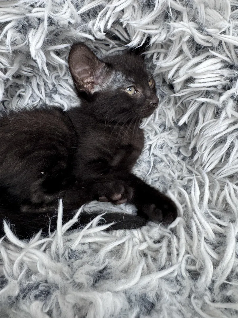 A baby medium-sized male Black Domestic Short Hair cat named Doc for adoption in Ephrata, WA