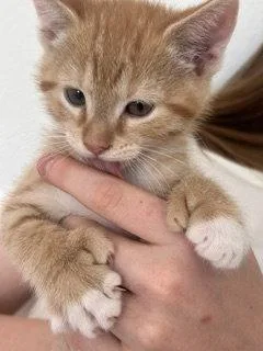 A baby medium-sized male Extra-Toes Cat / Hemingway Polydactyl cat named CheeseIt for adoption in Irving, TX