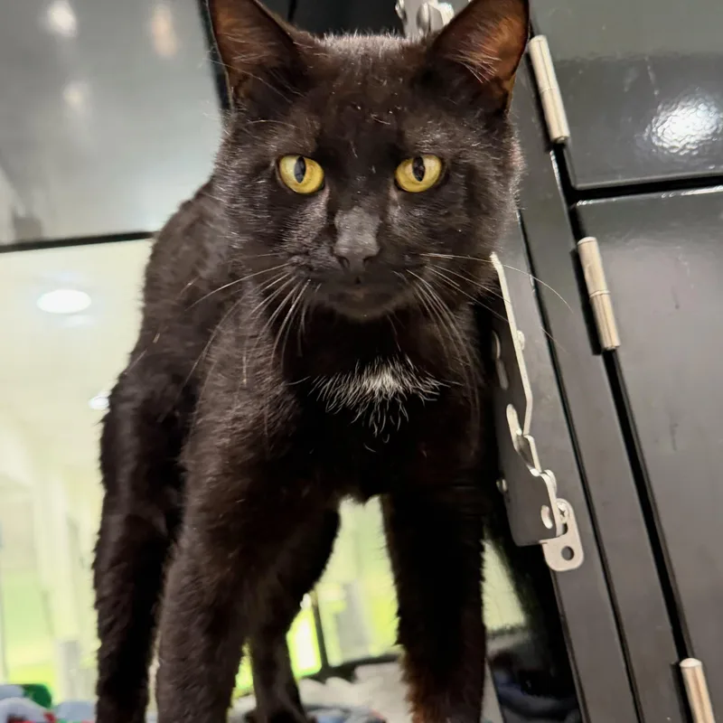 An adult medium-sized male Black Domestic Long Hair cat named Milton for adoption in Sherman, TX