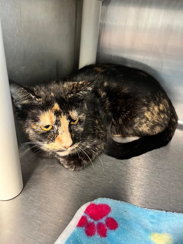 An adult large-sized female Domestic Short Hair cat named Anabell for adoption in Hopkinsville, KY