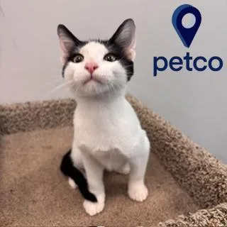A baby small-sized male Domestic Short Hair cat named Harvey for adoption in Janesville, WI