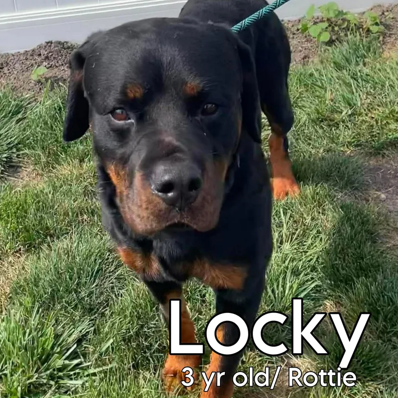 Locky