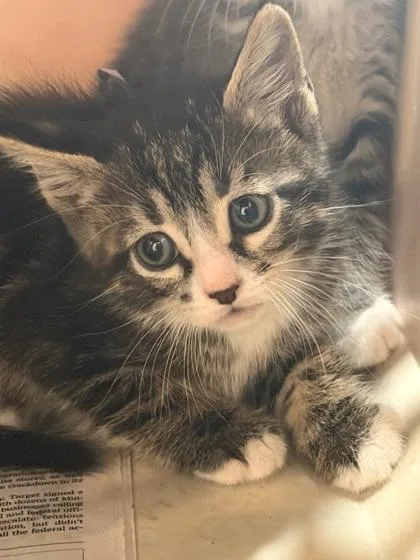 A baby small-sized male Domestic Short Hair cat named Louis for adoption in New Orleans, LA
