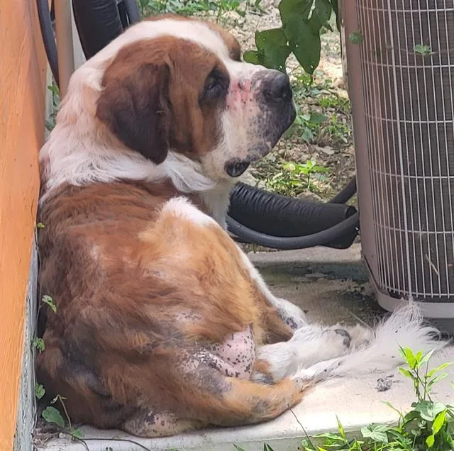 An adult extra large-sized male Saint Bernard dog named Mozart for adoption in San Antonio, TX
