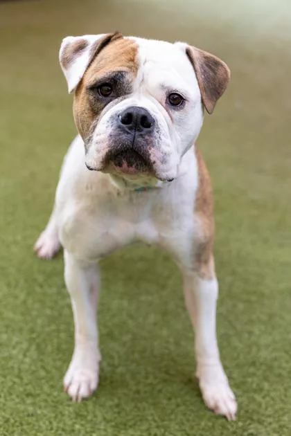 An adult large-sized female American Bulldog dog named Blondie for adoption in Merriam, KS