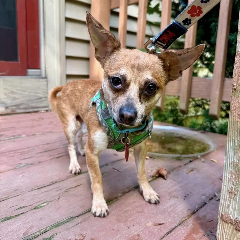 An adult small-sized male Chihuahua dog named Junior for adoption in Groveland, MA