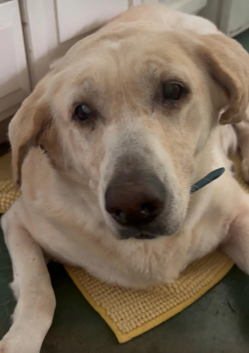 A senior medium-sized female Labrador Retriever dog named Nessie {COMING SOON} for adoption in Nashville, TN