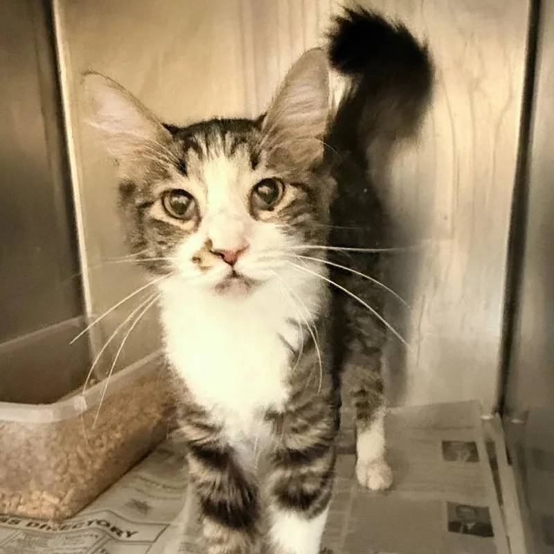 An adult medium-sized female Gray / Blue / Silver Domestic Short Hair cat named Sneakernight for adoption in Austin, TX