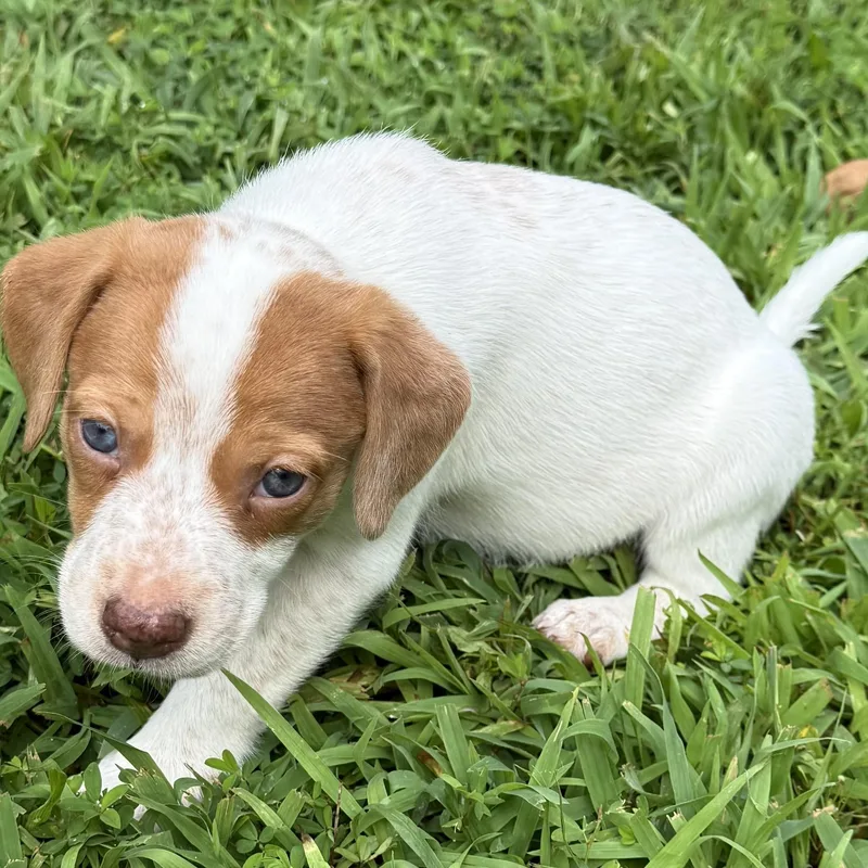 A baby medium-sized female White / Cream Feist dog named Toni for adoption in Heber Springs, AR
