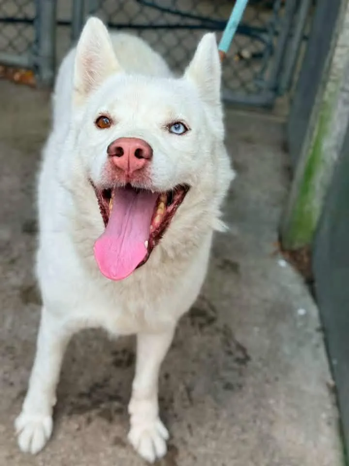 A senior medium-sized female White / Cream Husky dog named Princess for adoption in Chicago, IL