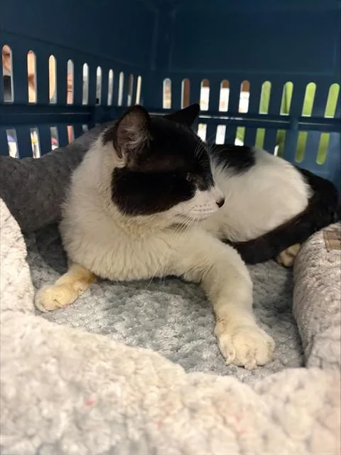 An adult large-sized male Domestic Short Hair cat named Angelito for adoption in Stockton, CA