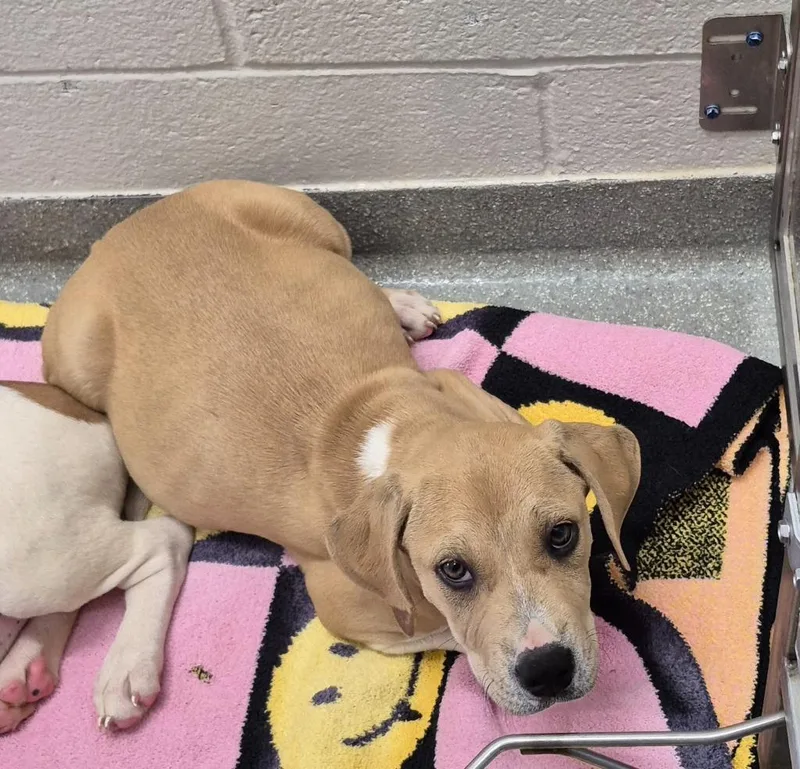 A baby medium-sized female Labrador Retriever dog named Trisha “yearwoof” Wigglewood for adoption in East Ridge, TN
