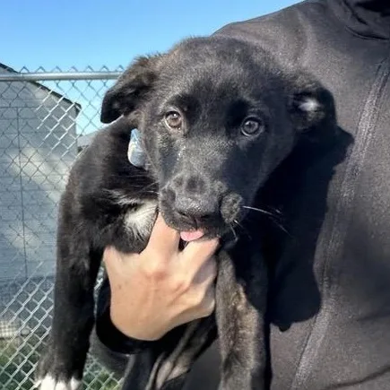 A baby medium-sized female Black Mixed Breed dog named Willow for adoption in Cooperstown, NY