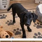 A baby medium-sized female Black Labrador Retriever dog named Alex for adoption in Tampa, FL