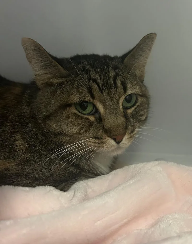An adult medium-sized female Domestic Short Hair cat named Polly Pocket for adoption in Peoria, AZ