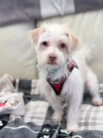 An adult small-sized male White / Cream Terrier dog named Freddie for adoption in Mission Viejo, CA