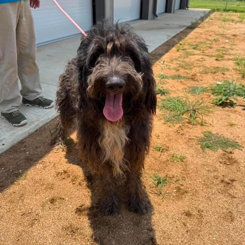 An adult large-sized male Black Standard Poodle dog named Joffrey for adoption in Houston, TX