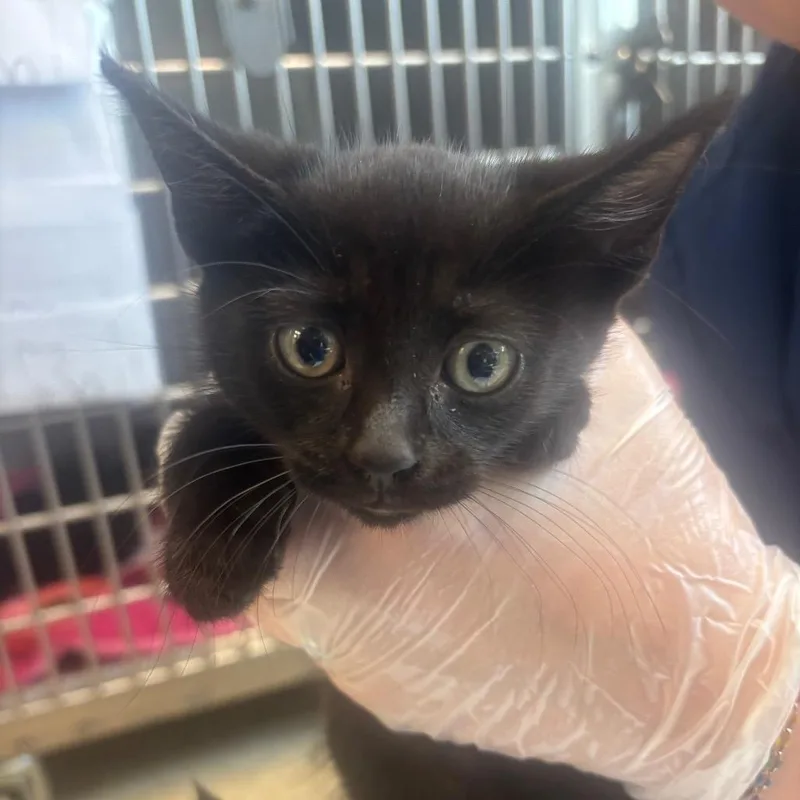 A baby small-sized male Domestic Short Hair cat named Tej for adoption in Birdsboro, PA