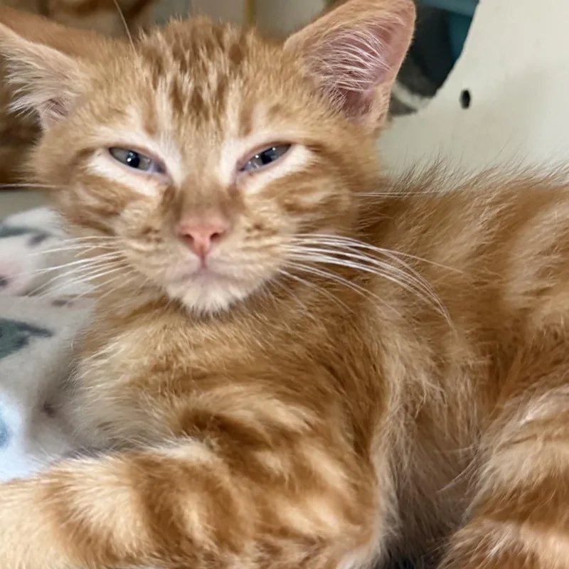 A baby small-sized male Orange / Red Domestic Medium Hair cat named Garfield for adoption in Ponca City, OK