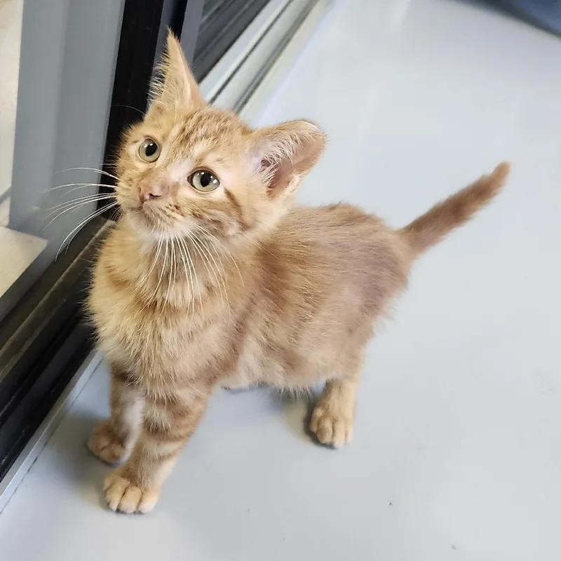 Garfield thumbnail 2