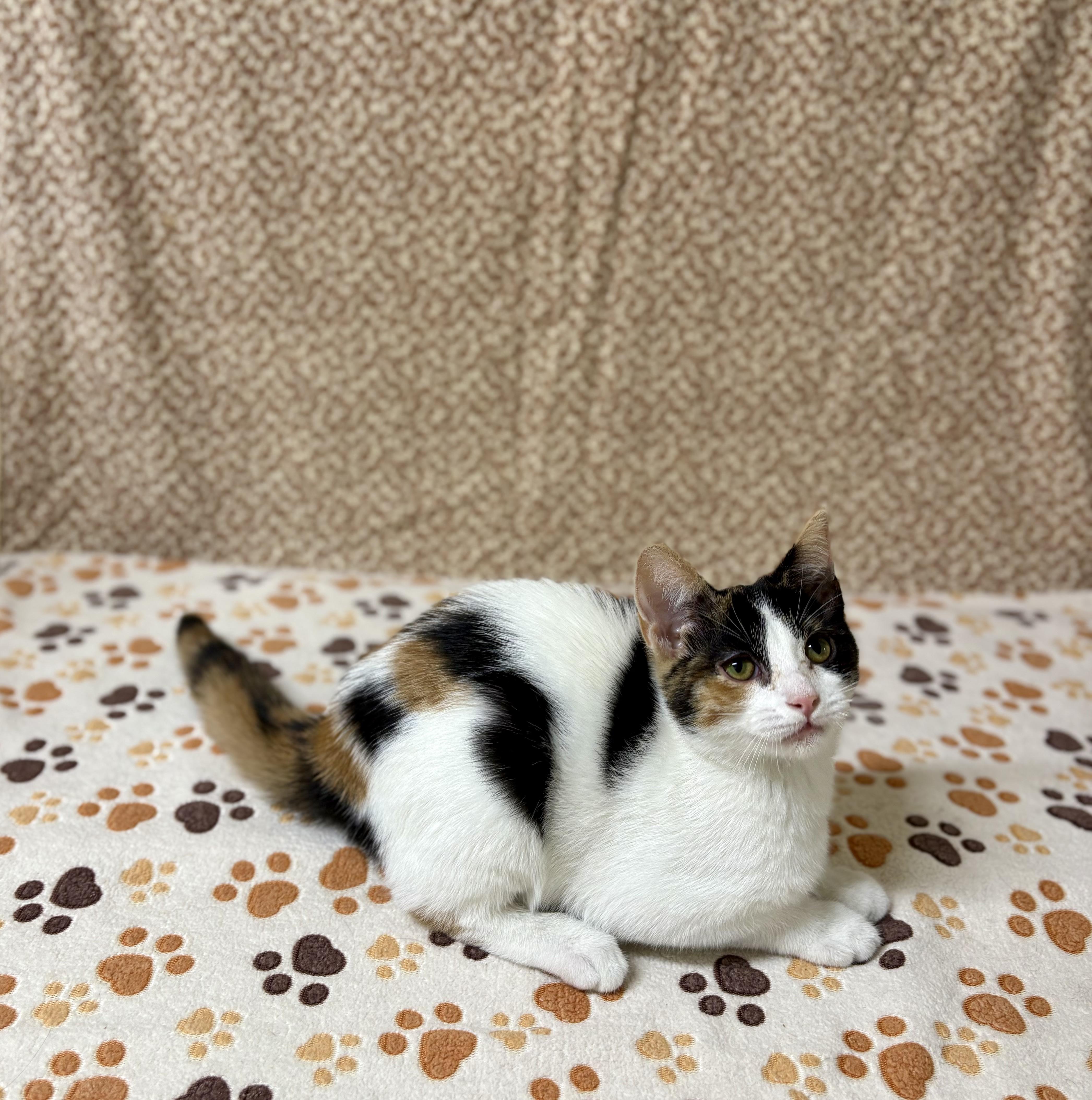 A young medium-sized female Calico Domestic Short Hair cat named Cookie for adoption in Upper Sandusky, OH