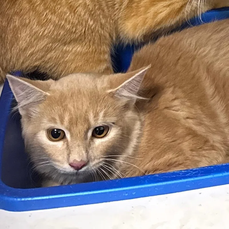 An adult small-sized female Orange / Red Domestic Medium Hair cat named Jazz for adoption in Columbiana, AL