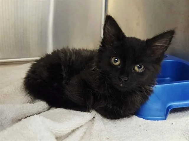 A baby small-sized female Domestic Medium Hair cat named A for adoption in Martinez, CA