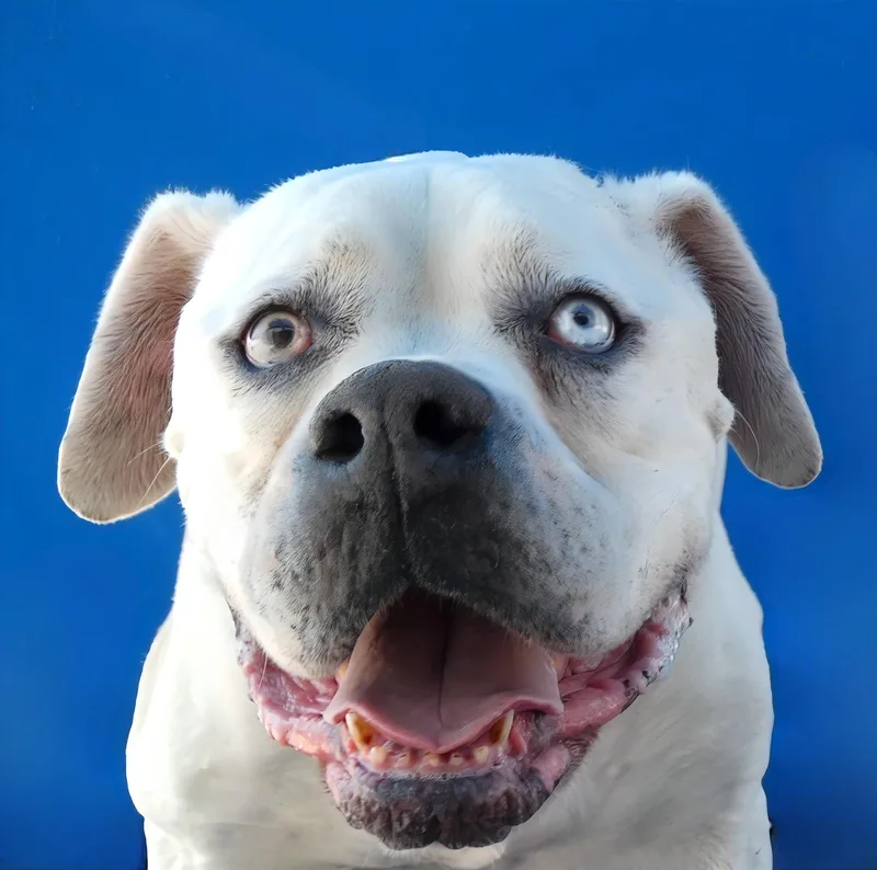 A senior medium-sized female American Bulldog dog named Zoe for adoption in Pasadena, CA