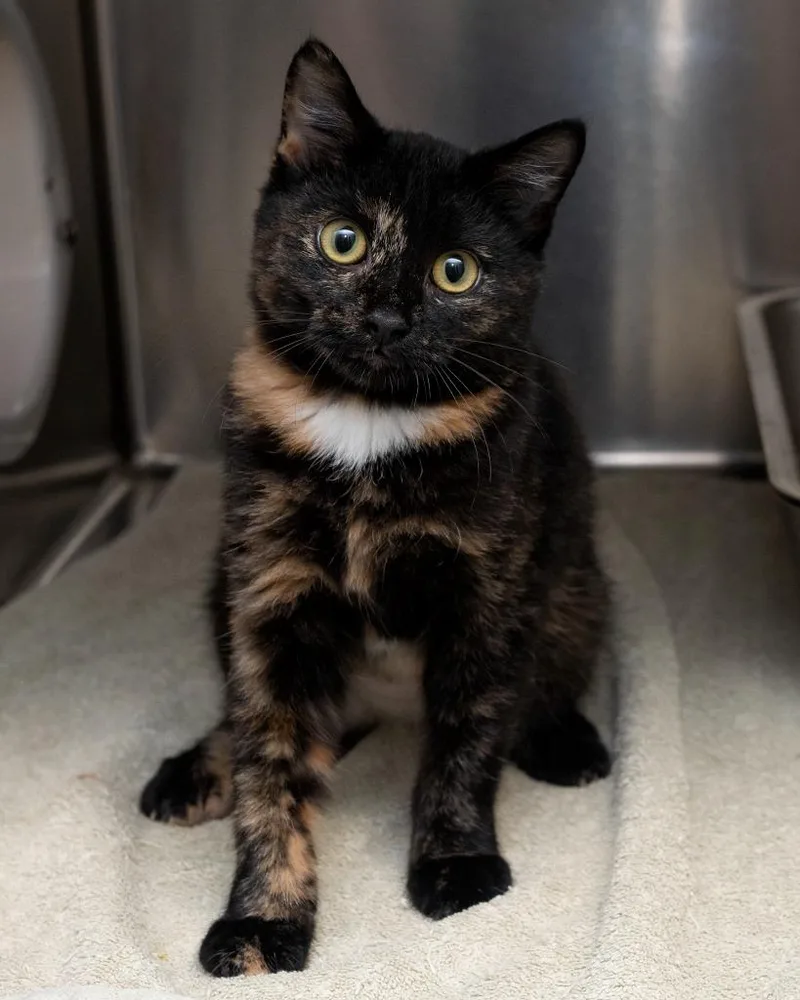 A baby small-sized female Domestic Short Hair cat named Farah for adoption in Boone, IA