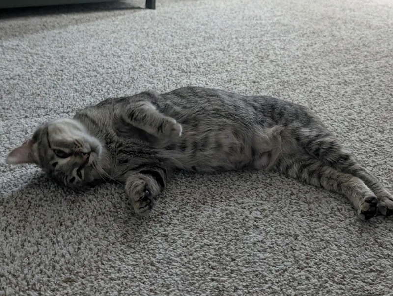An adult medium-sized female Tabby (Brown / Chocolate) Domestic Short Hair cat named Fuschia for adoption in Mokena, IL